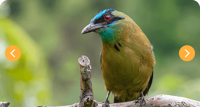 Wildlife Photographer
